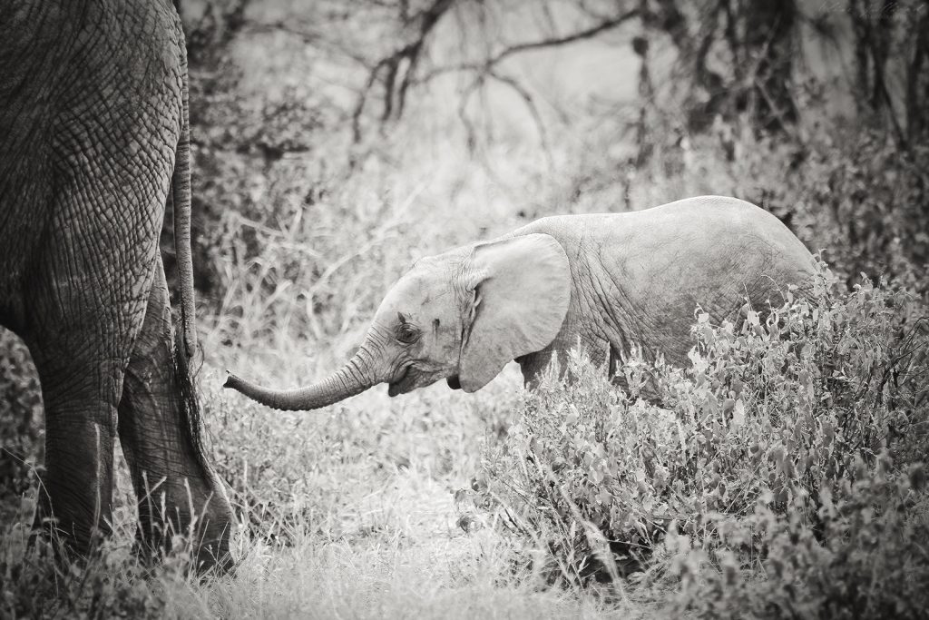 elephant afrique tanzanie