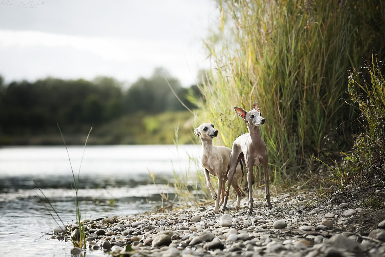 seance photo chien Lyon
