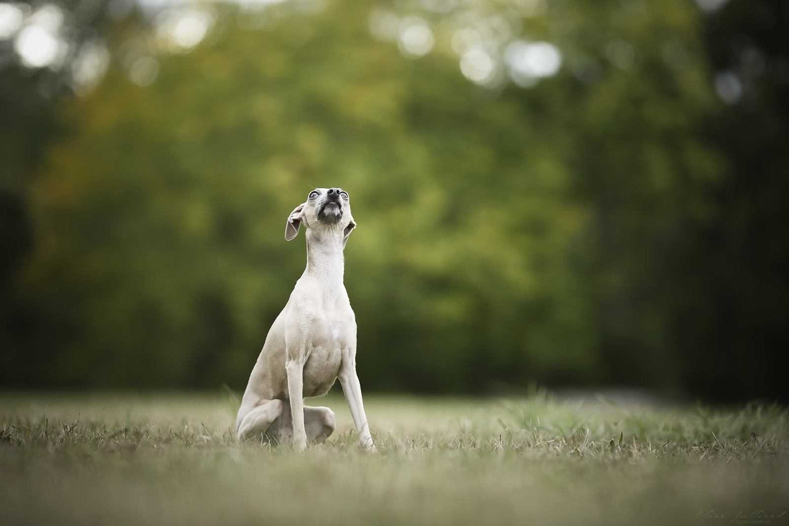 seance photo chien