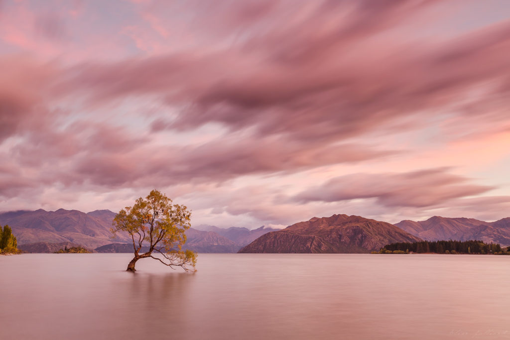 paysage wanaka tree nouvelle zelande