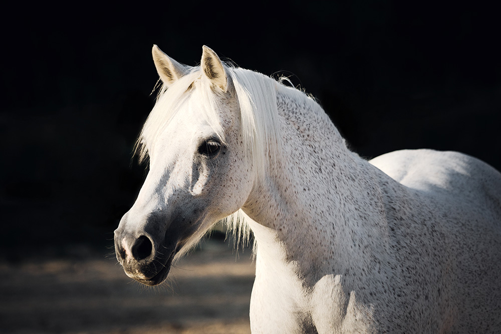 seance photo cheval et cavalier