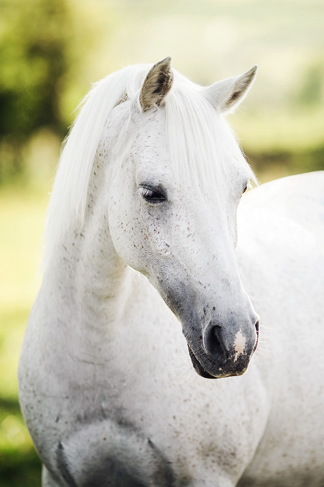 seance photo cheval et cavalier