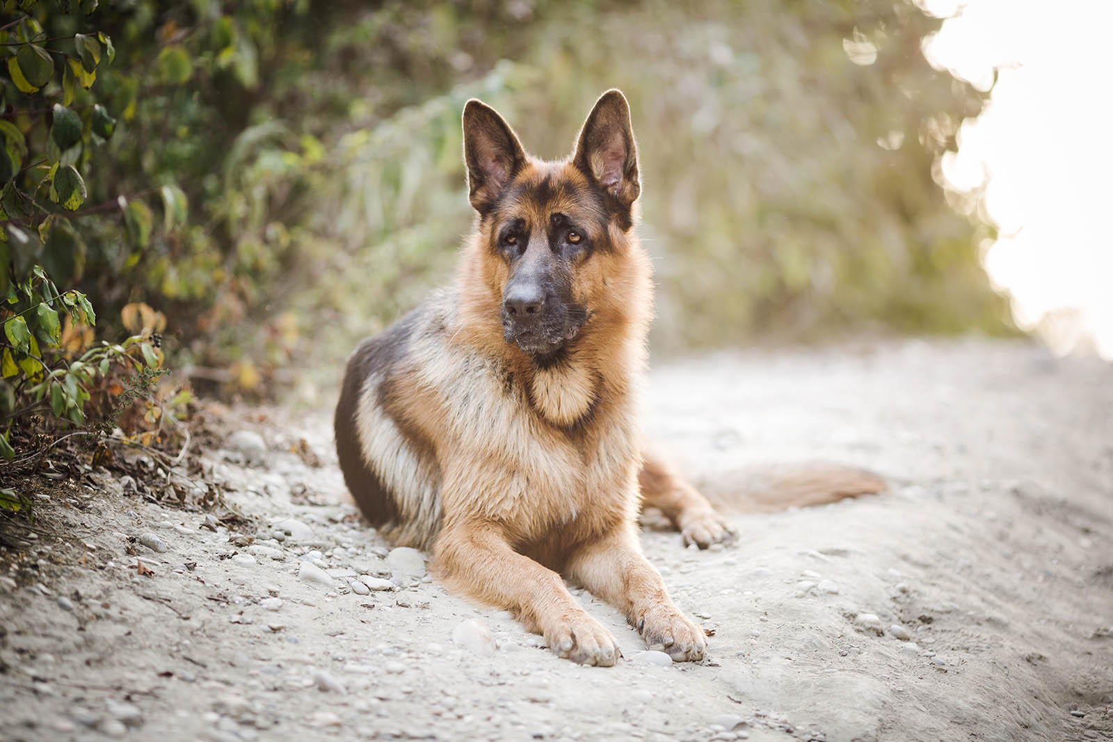 portrait chien