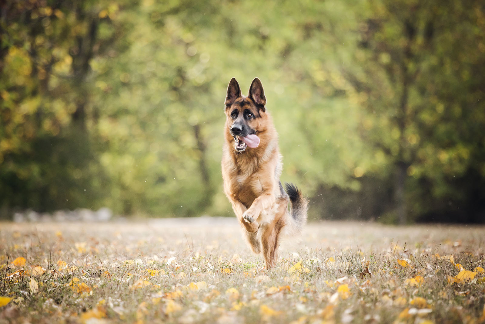 portrait Berger Allemand