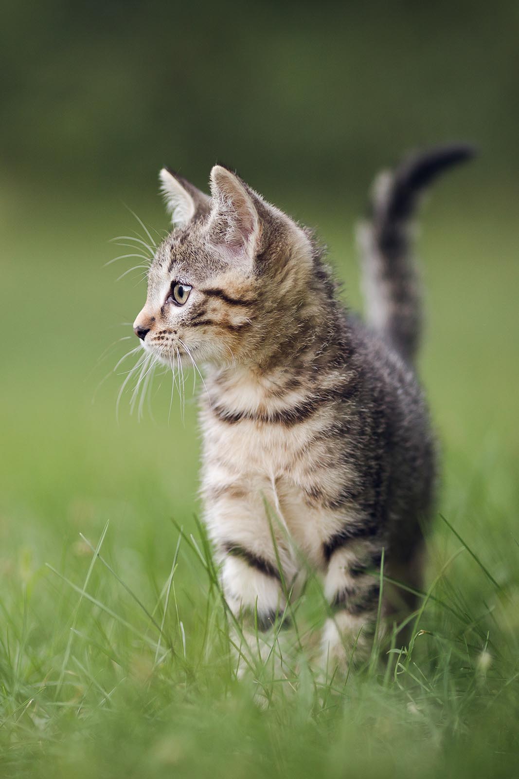 photographe animalier