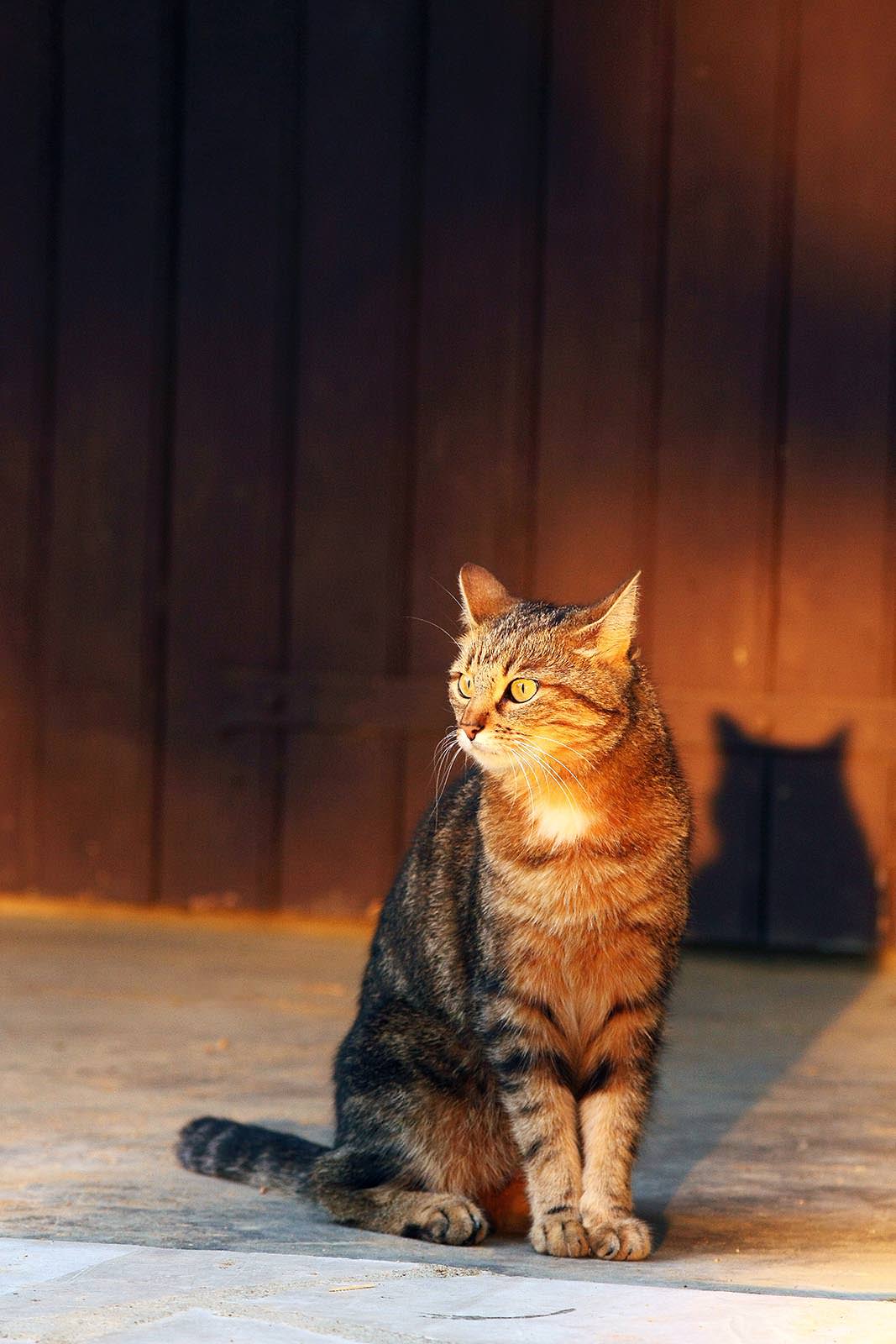photographe animalier