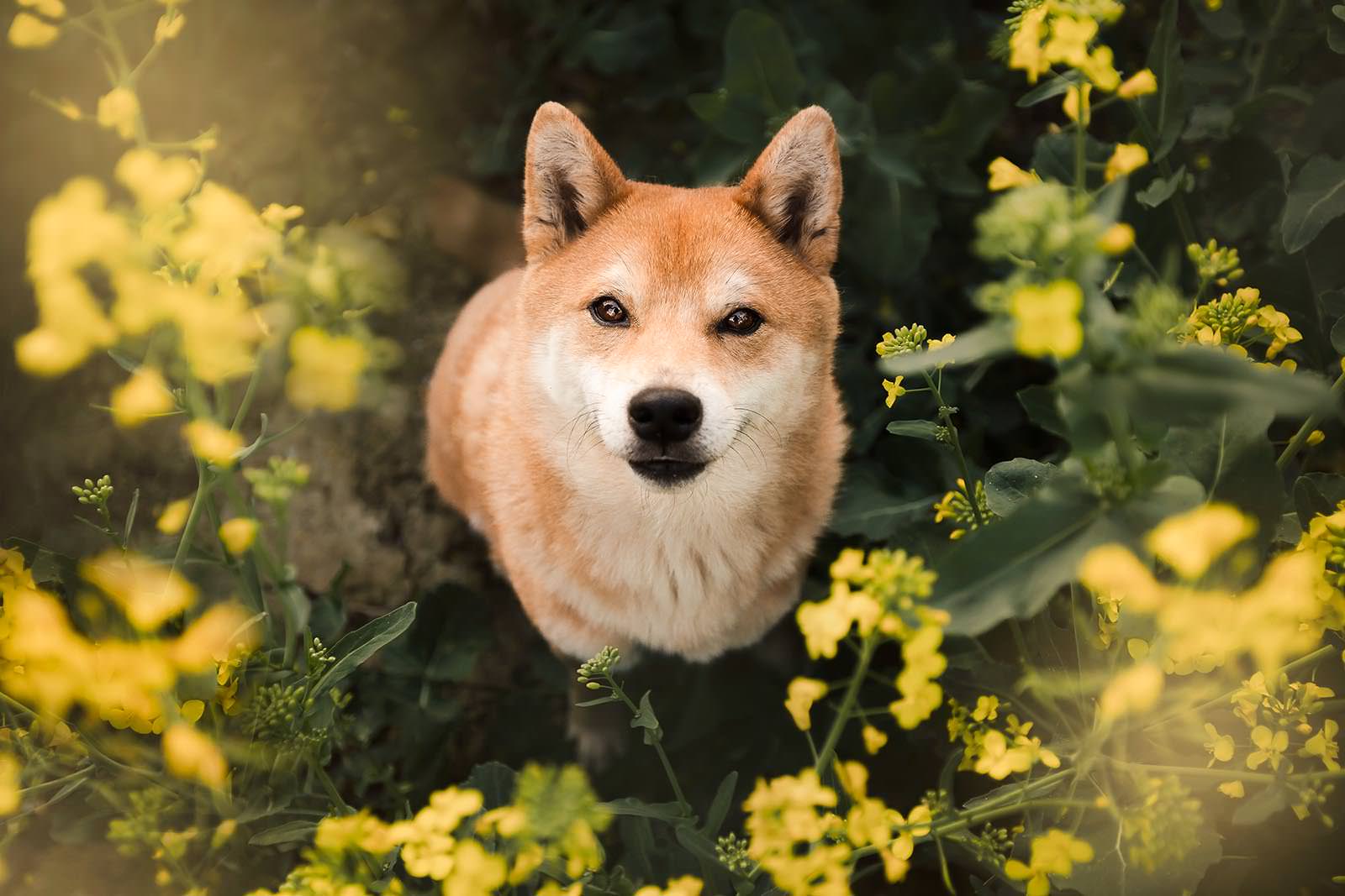 photographe chien animaux de compagnie Lyon