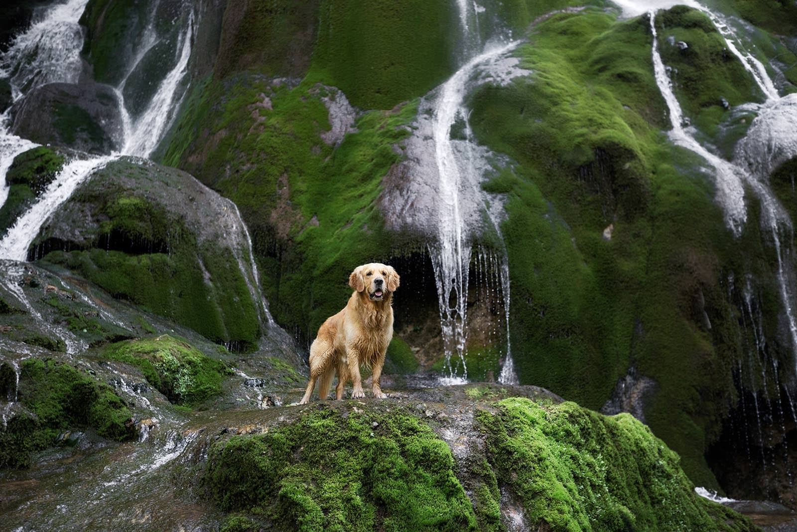 photographe chien valence