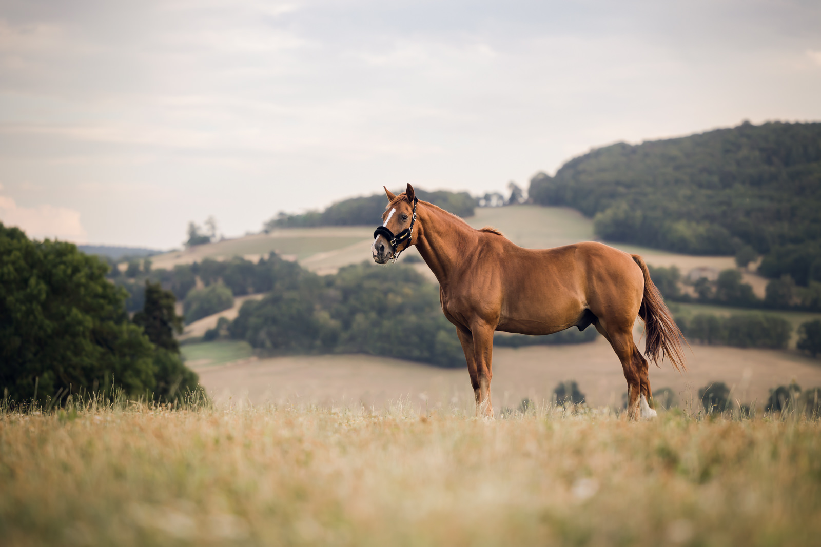 seance photo cheval Lyon