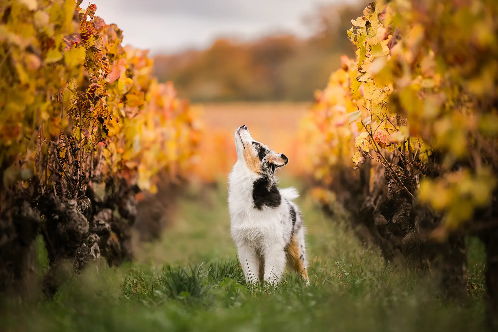 photographe seance photo animalier chien lyon valence