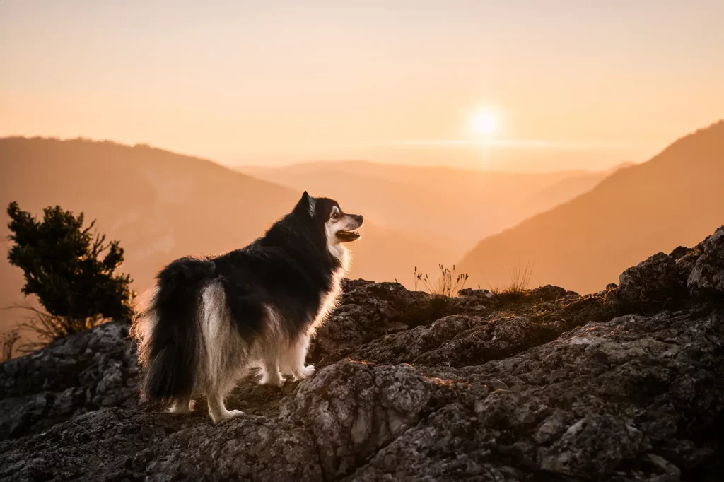 photographe chien