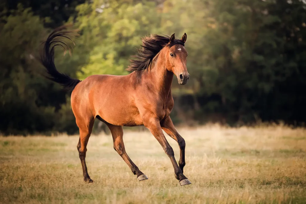 seance photo cheval
