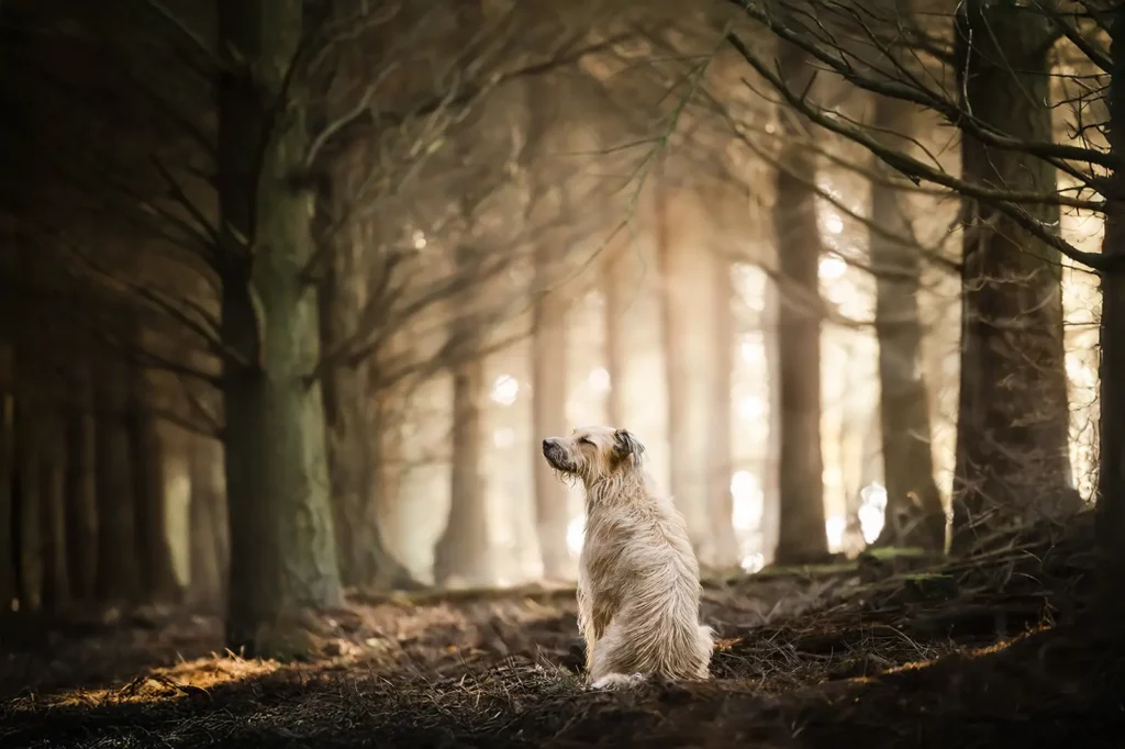 photographe chien lyon