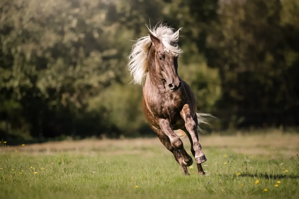 photographe cheval etalon lyon